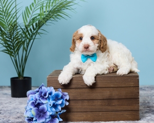 Romeo F1 Cavapoo